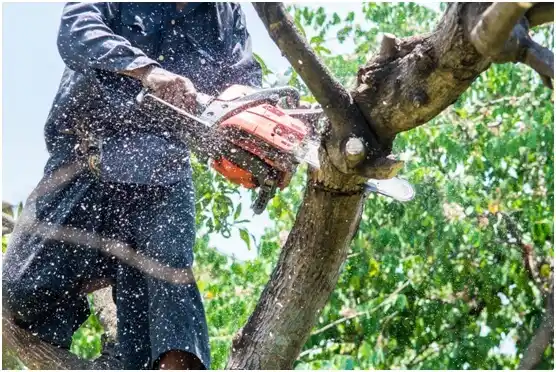 tree services Bell